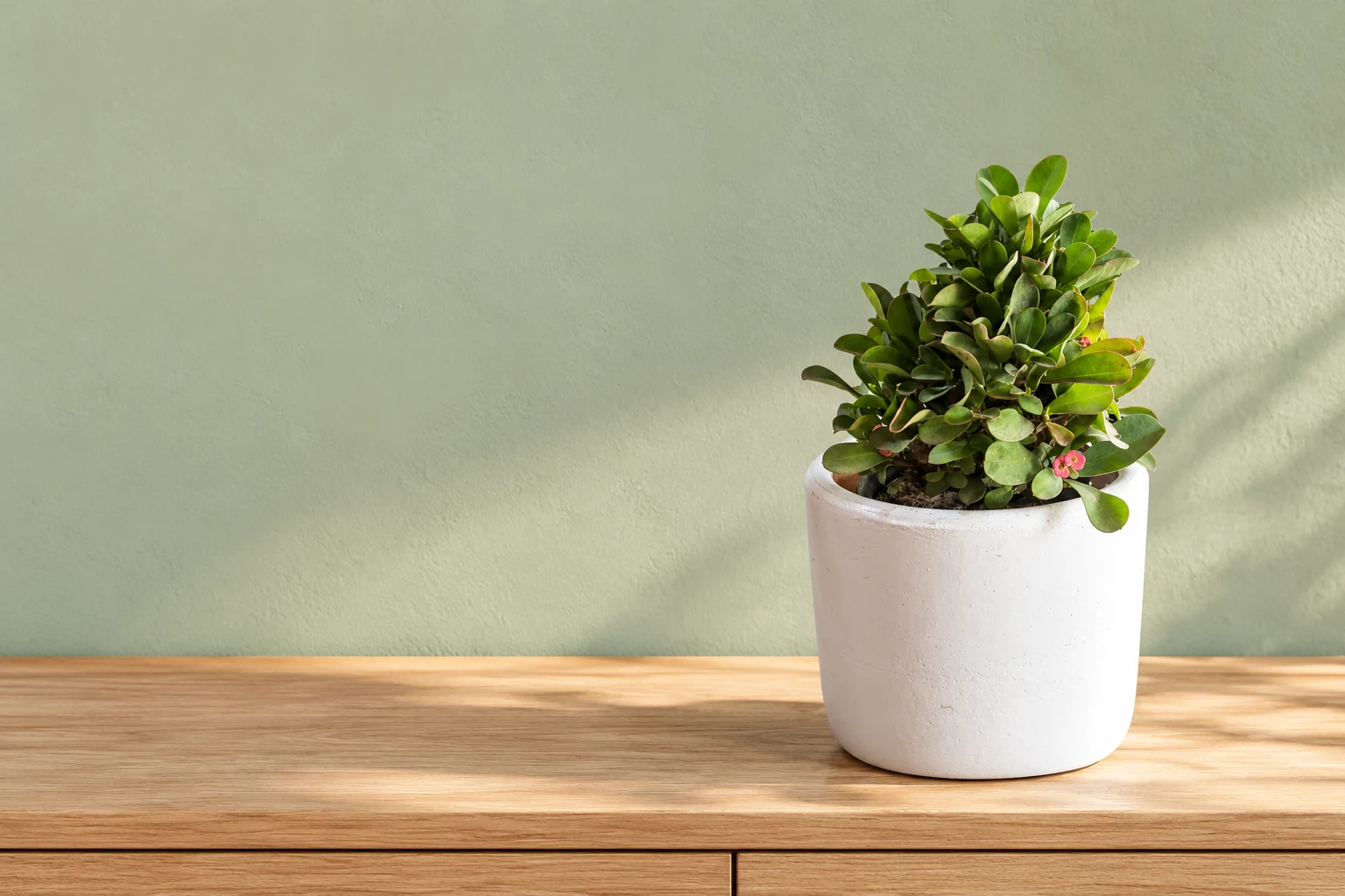Planta de jade de Florería Silvia en un espacio luminoso