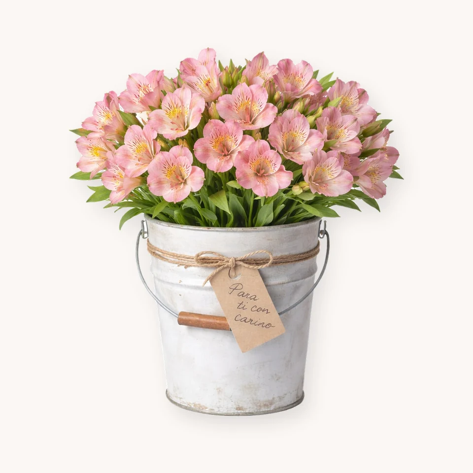Astromelia Primavera